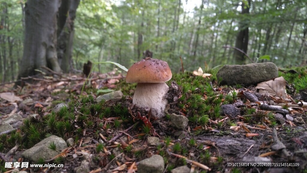 野生蘑菇