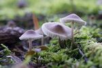 白蘑菇