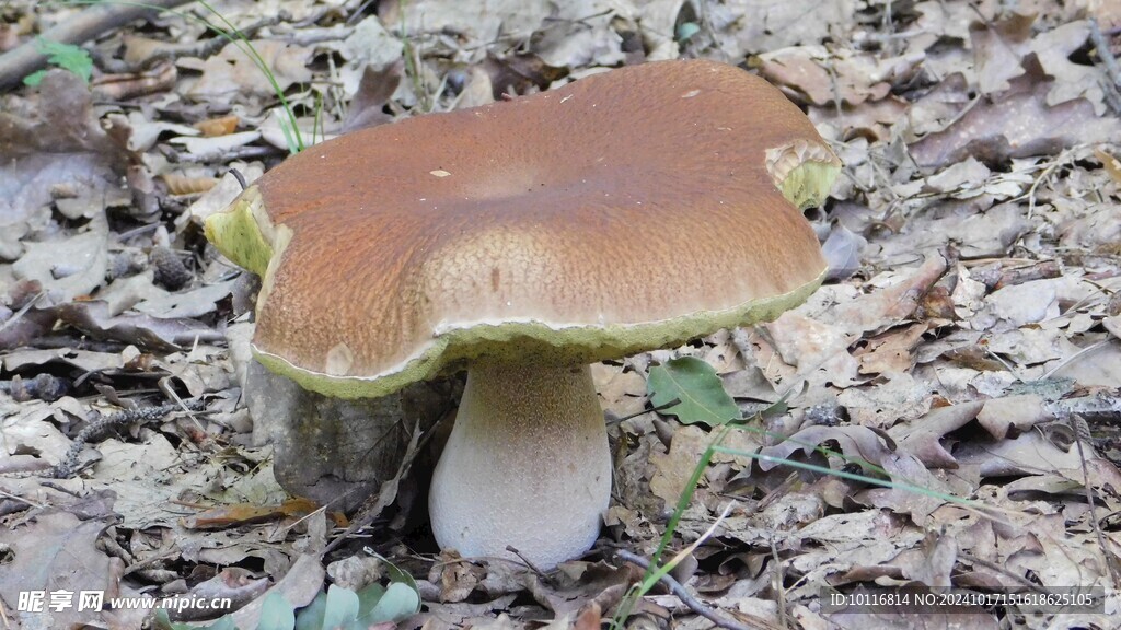 野蘑菇
