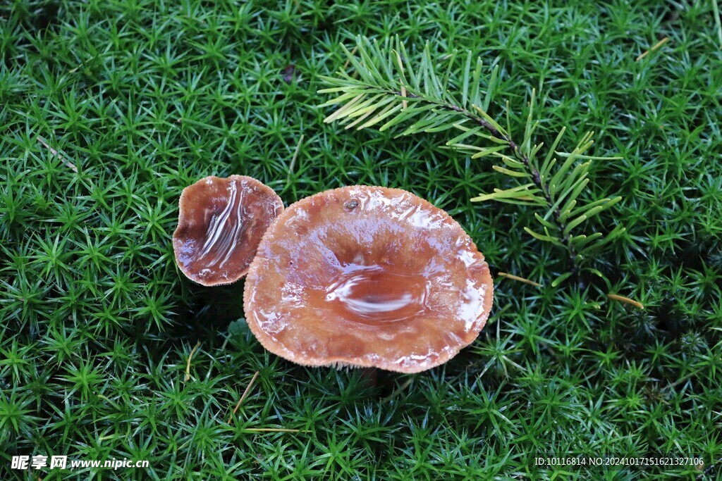 野生蘑菇