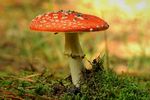 鹅肝菌毒蘑菇