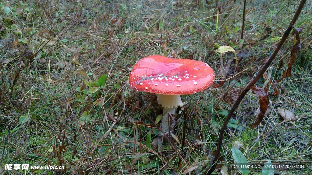 红蘑菇