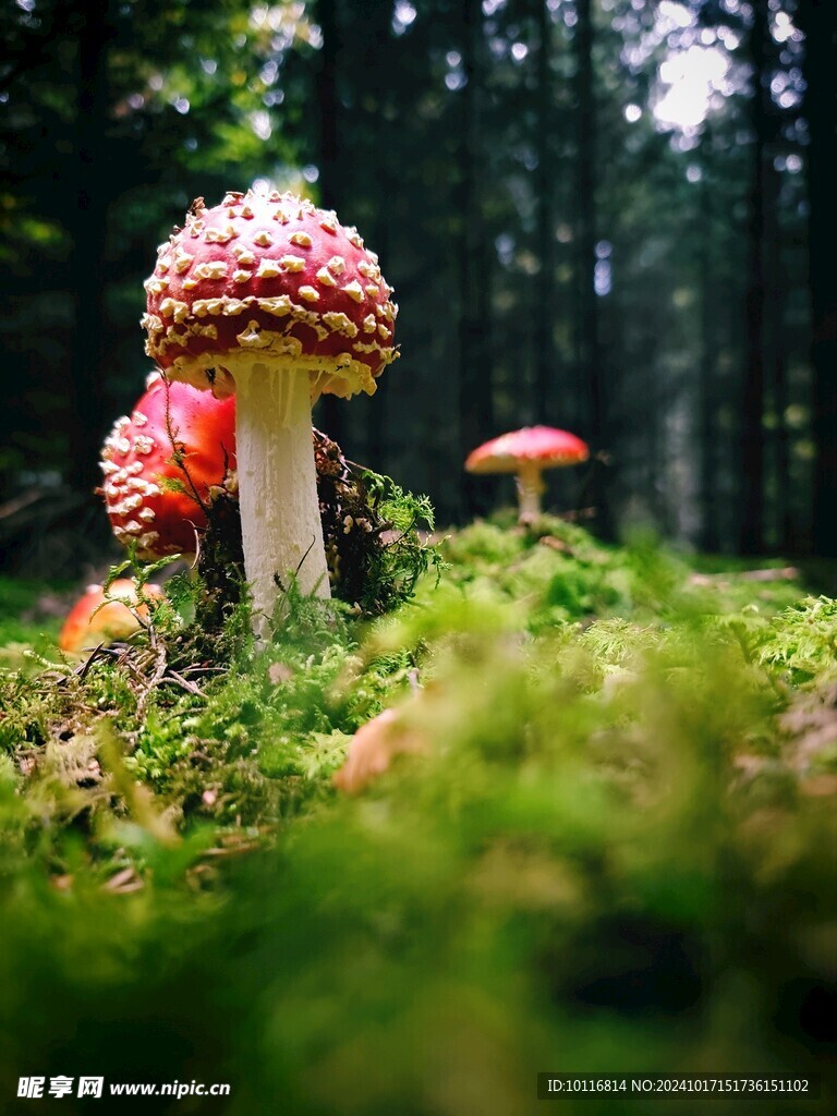 毒蘑菇