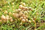 伞状小蘑菇