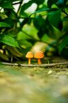 蛤蟆菌蘑菇