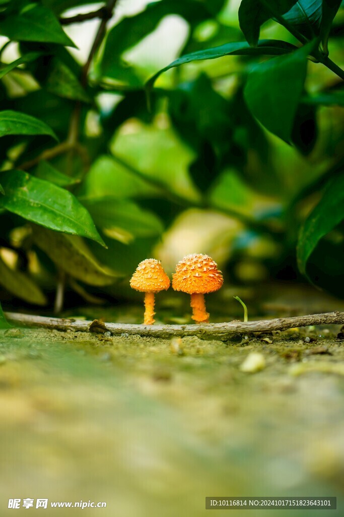 蛤蟆菌蘑菇
