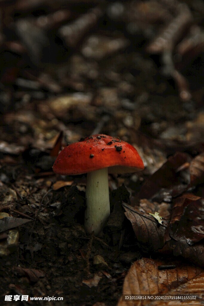 红蘑菇