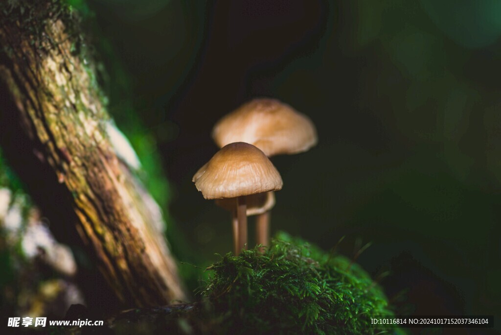 牛肝菌