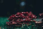红色毒蘑菇