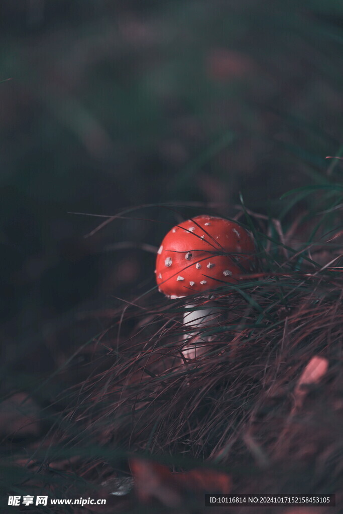红蘑菇