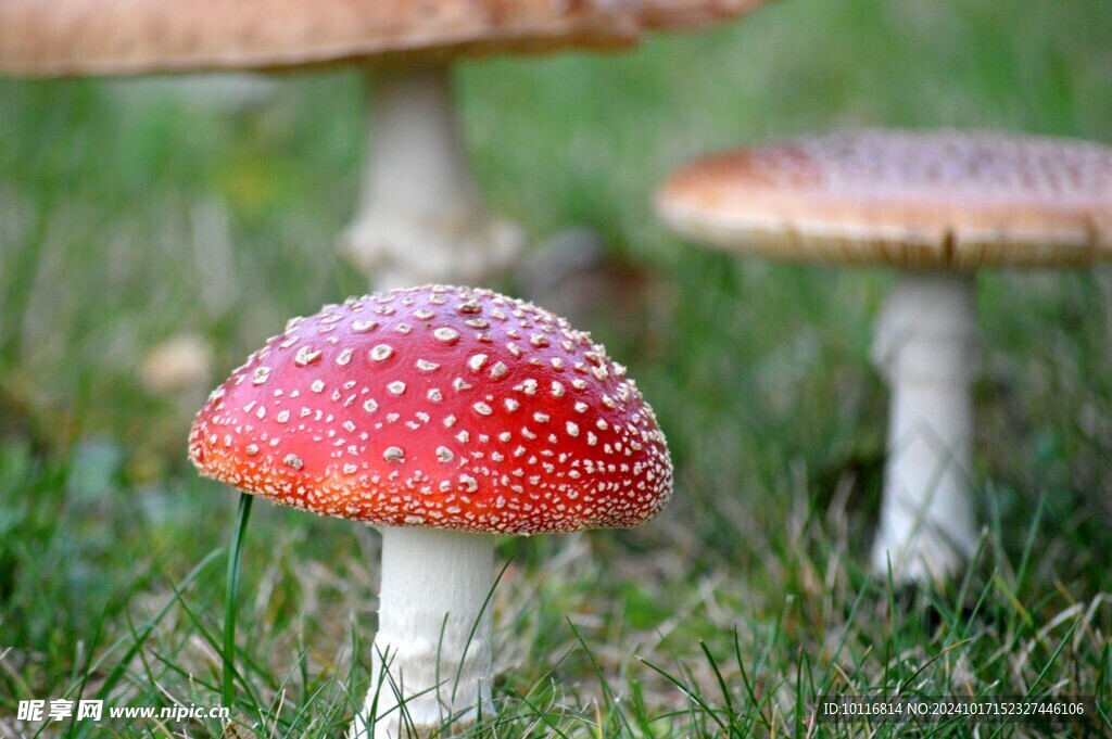 蛤蟆菌蘑菇