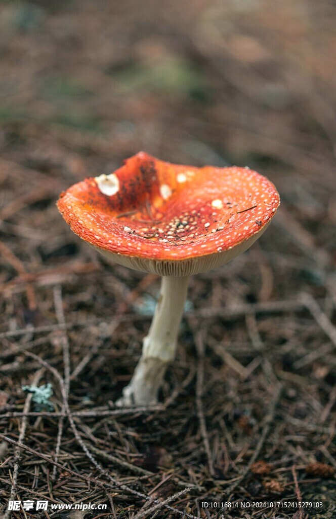 蘑菇