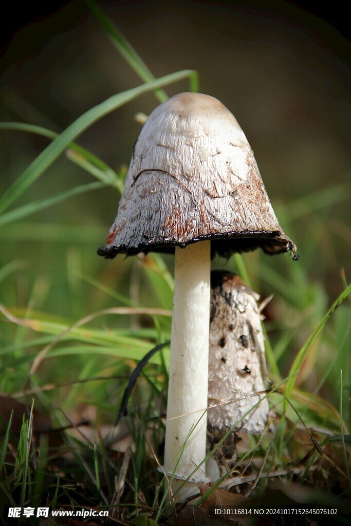 墨汁鬼伞蘑菇