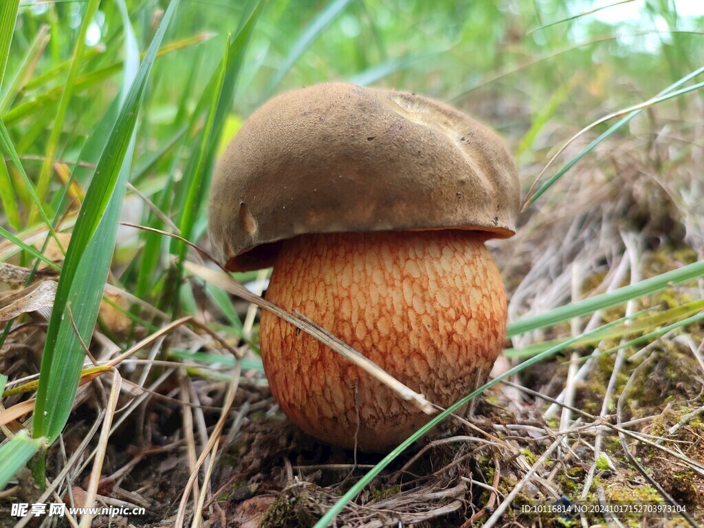 牛肝菌蘑菇
