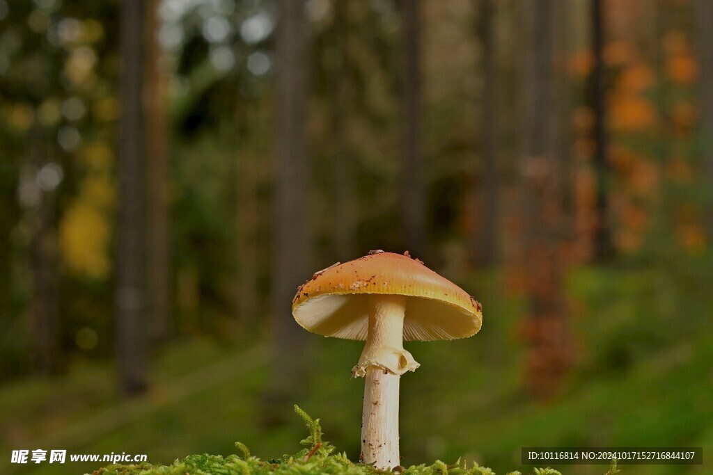 盘状真菌蘑菇