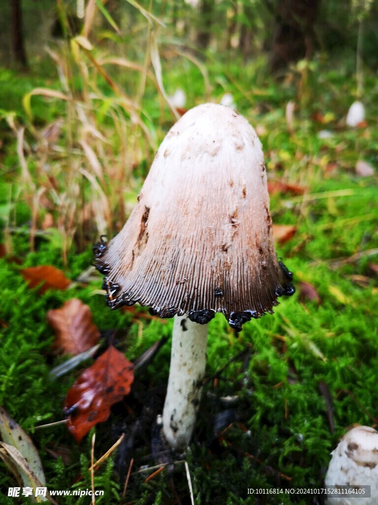 蘑菇