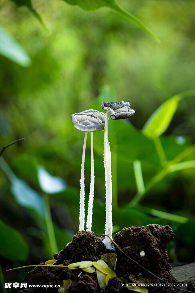 墨汁鬼伞蘑菇