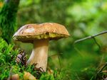 牛肝菌蘑菇