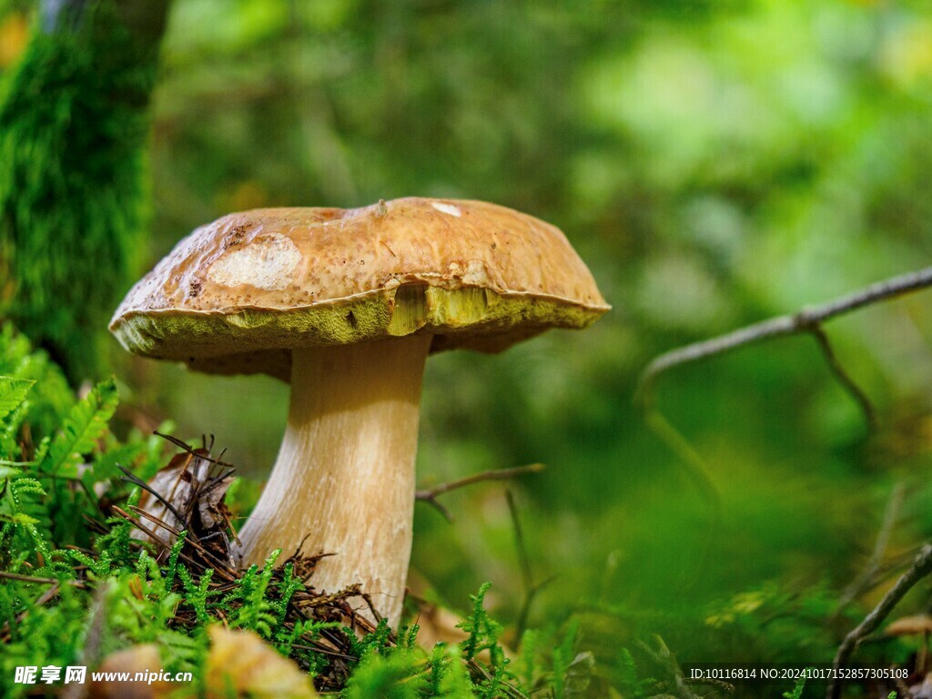 牛肝菌蘑菇