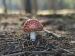 毒蘑菇
