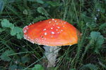 伞状野生红蘑菇