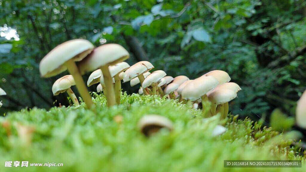 白蘑菇