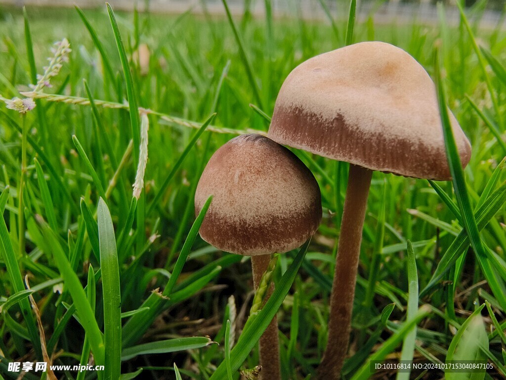 蘑菇