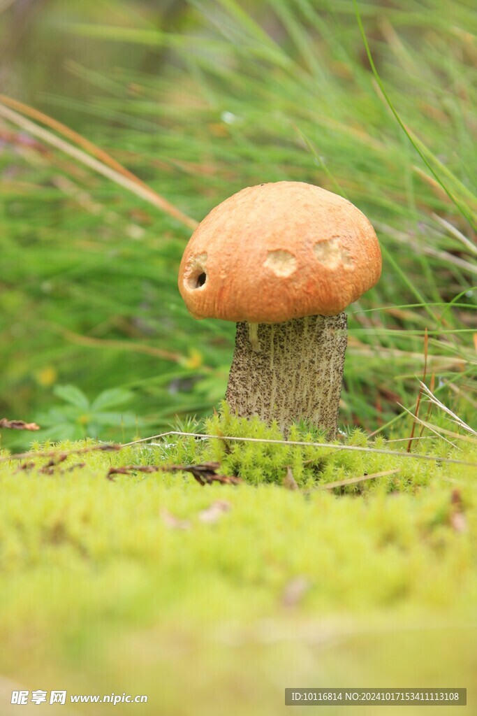 蘑菇