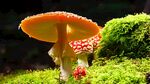 红蘑菇