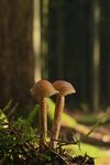 野蘑菇
