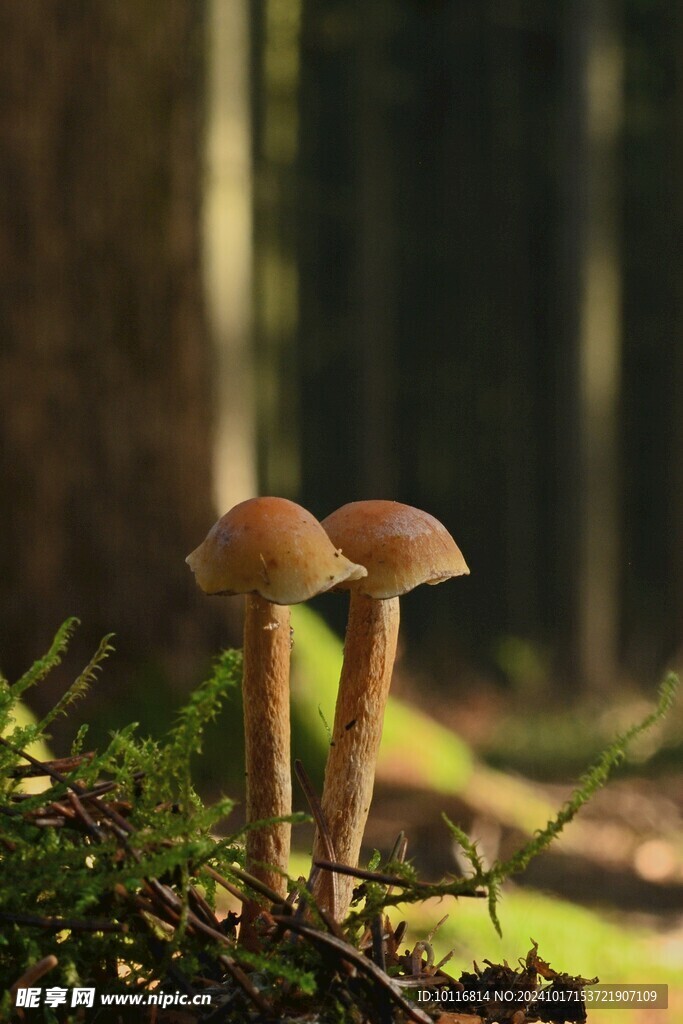 野蘑菇