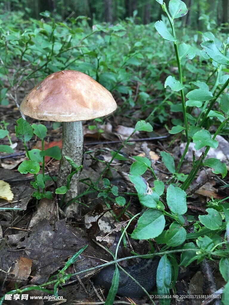 草帽菇
