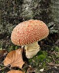 鹅膏菌蘑菇