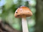 鹅膏菌蘑菇