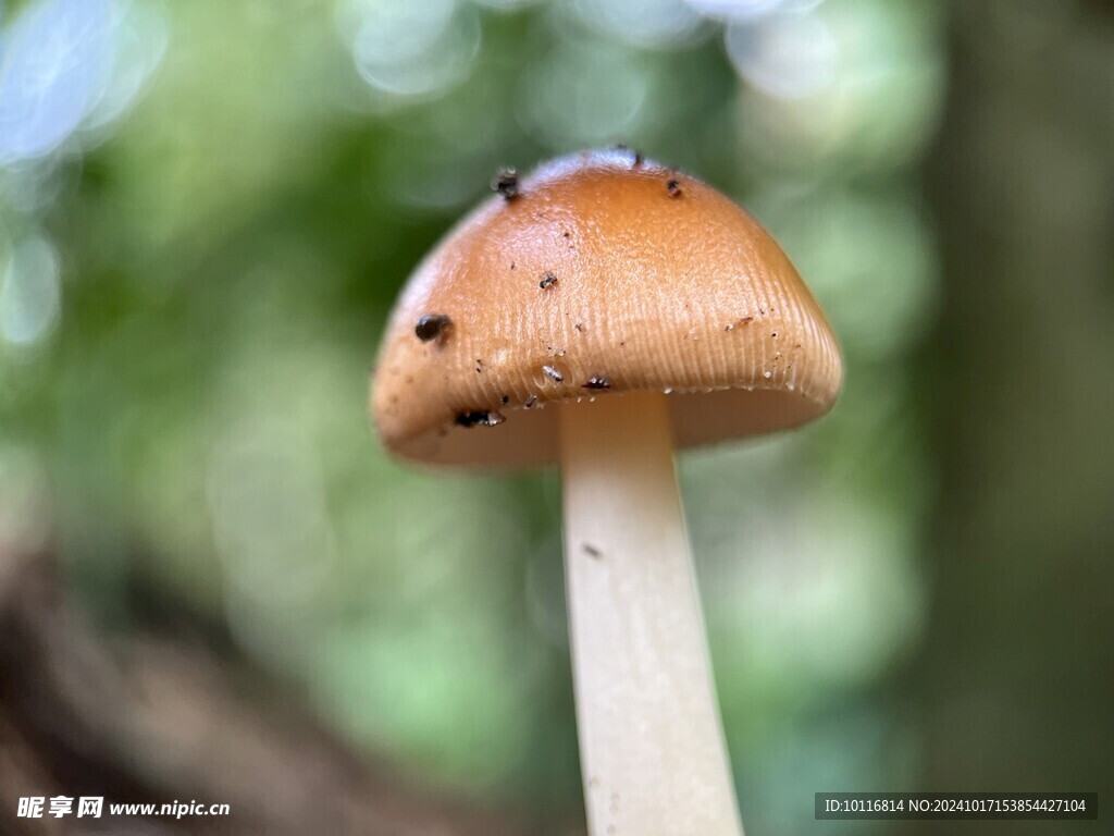 鹅膏菌蘑菇