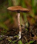 野生灰光柄菇