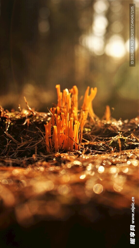 野生珊瑚菌