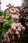 菌丝蘑菇群