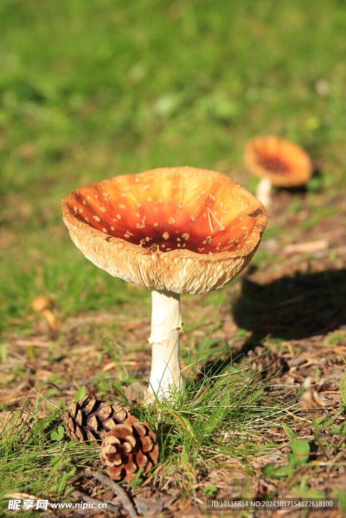 真菌蘑菇