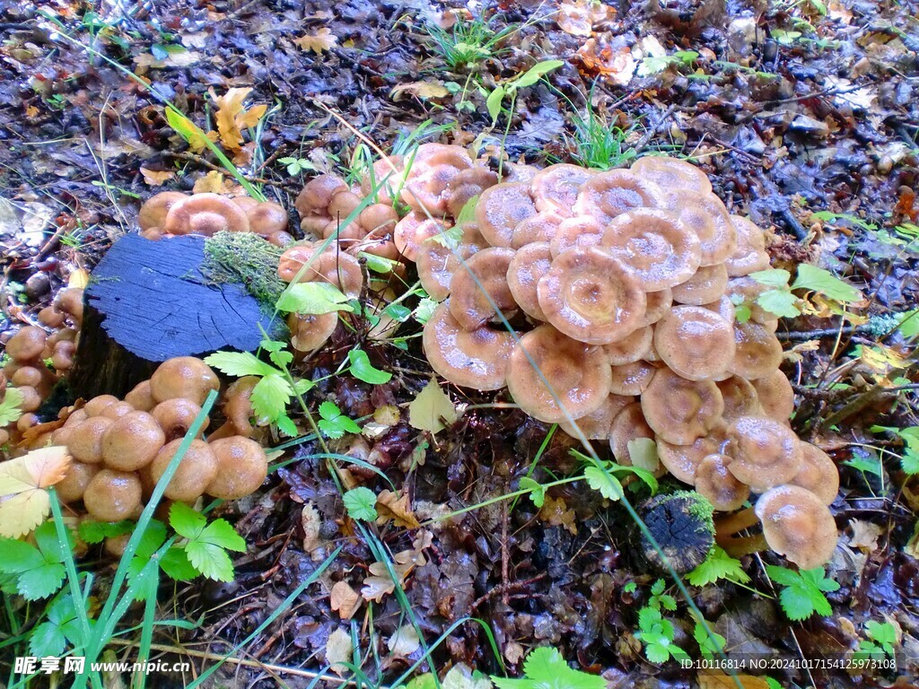 野生蘑菇