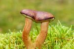 牛肝菌蘑菇