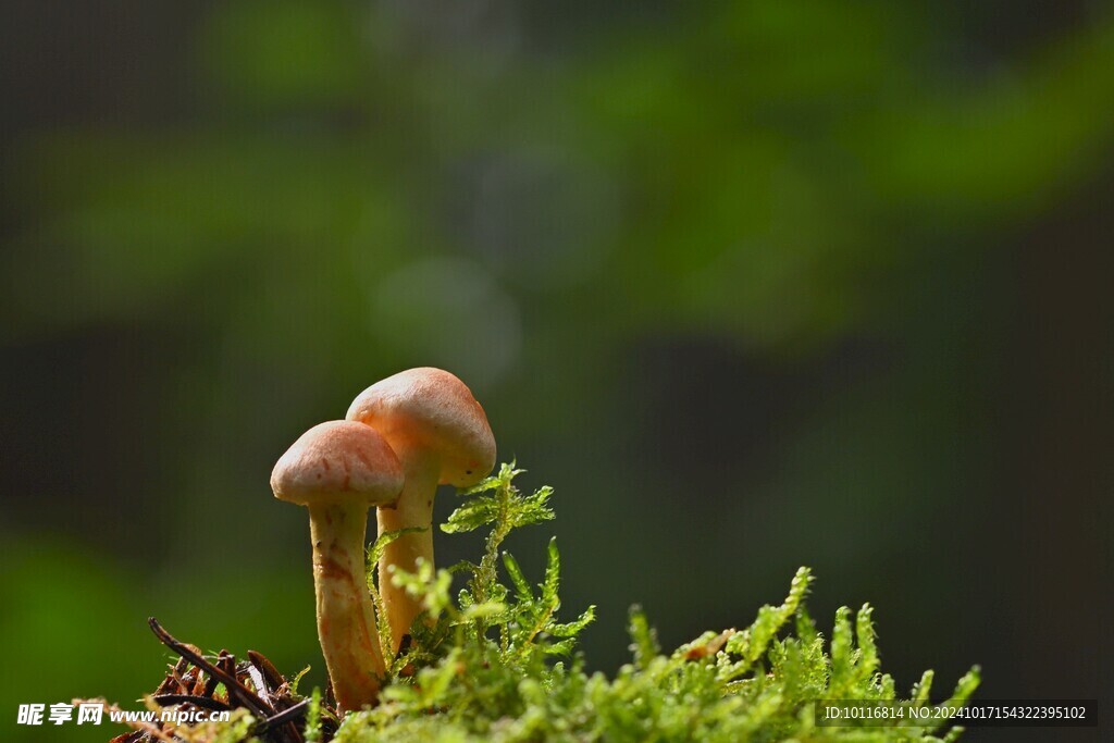 小皮伞蘑菇