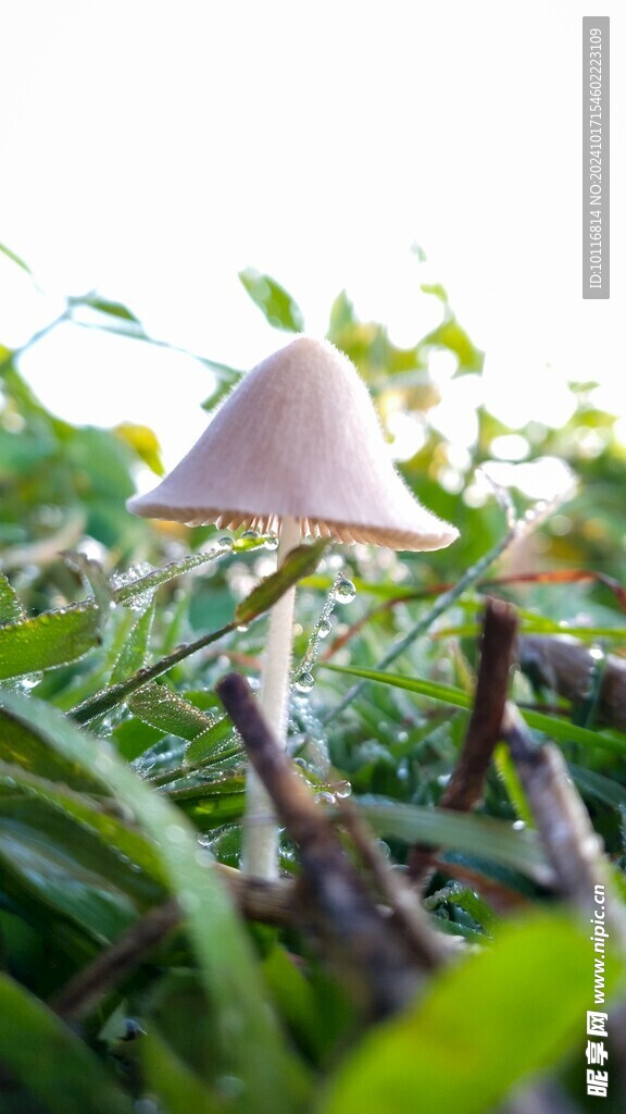 蘑菇