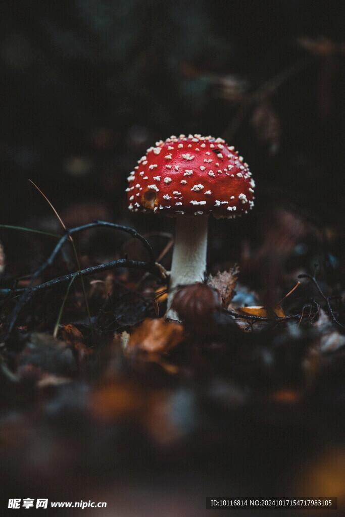 毒蘑菇