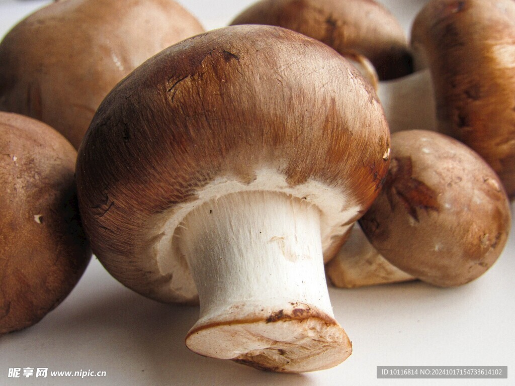 蘑菇