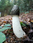 毒野生蘑菇