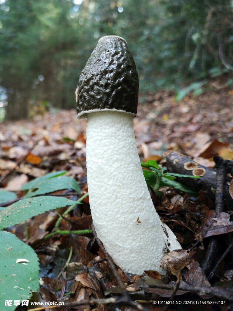 毒野生蘑菇