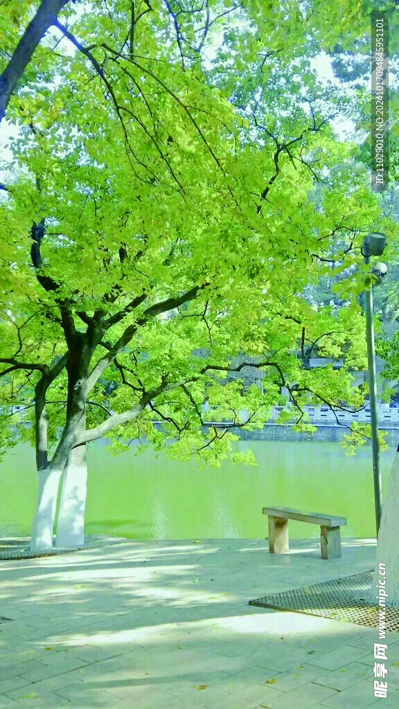 树