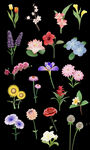花朵鲜花免扣