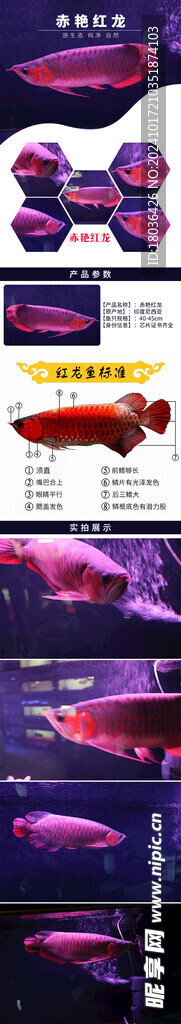 红龙鱼水族观赏鱼网页详情页